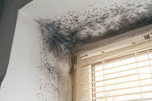 Affordable Mold Removal solutions in Adamstown, MD